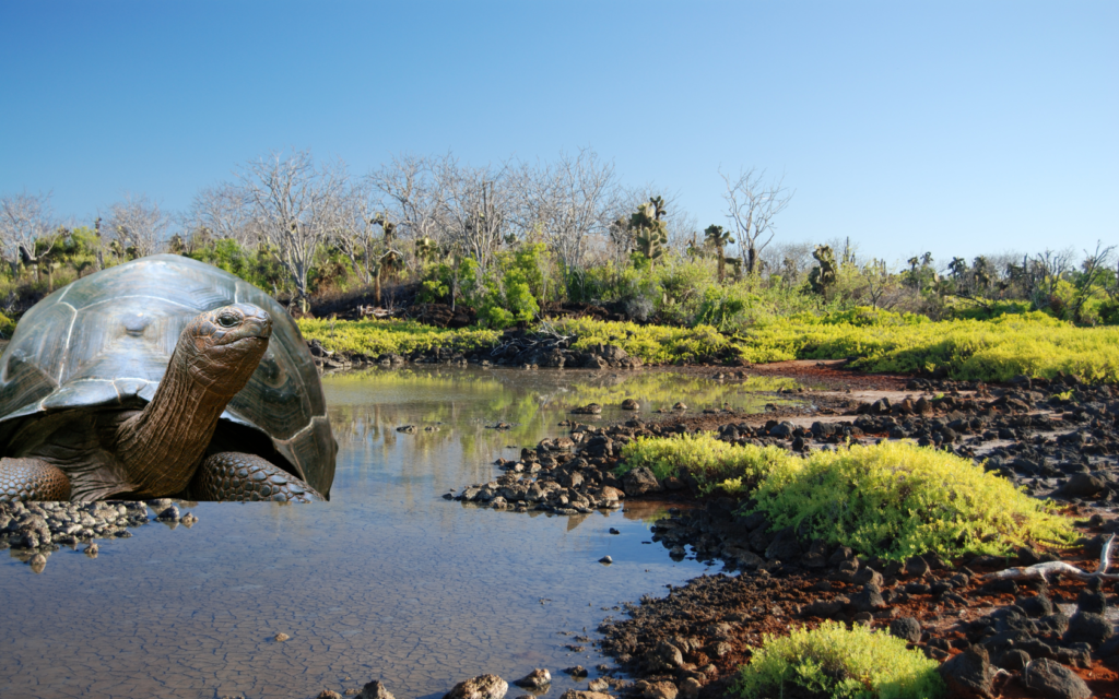 Find the best flights to Santa Cruz Island in the Galapagos Islands